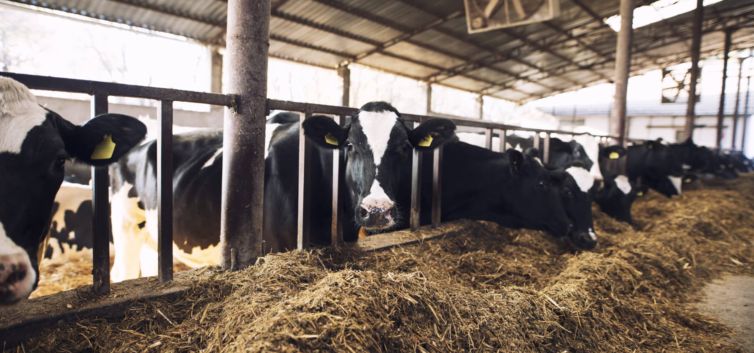 Nieuw onderzoeksproject in Energietransitie: ​Opdracht H2 door methaansplitsing